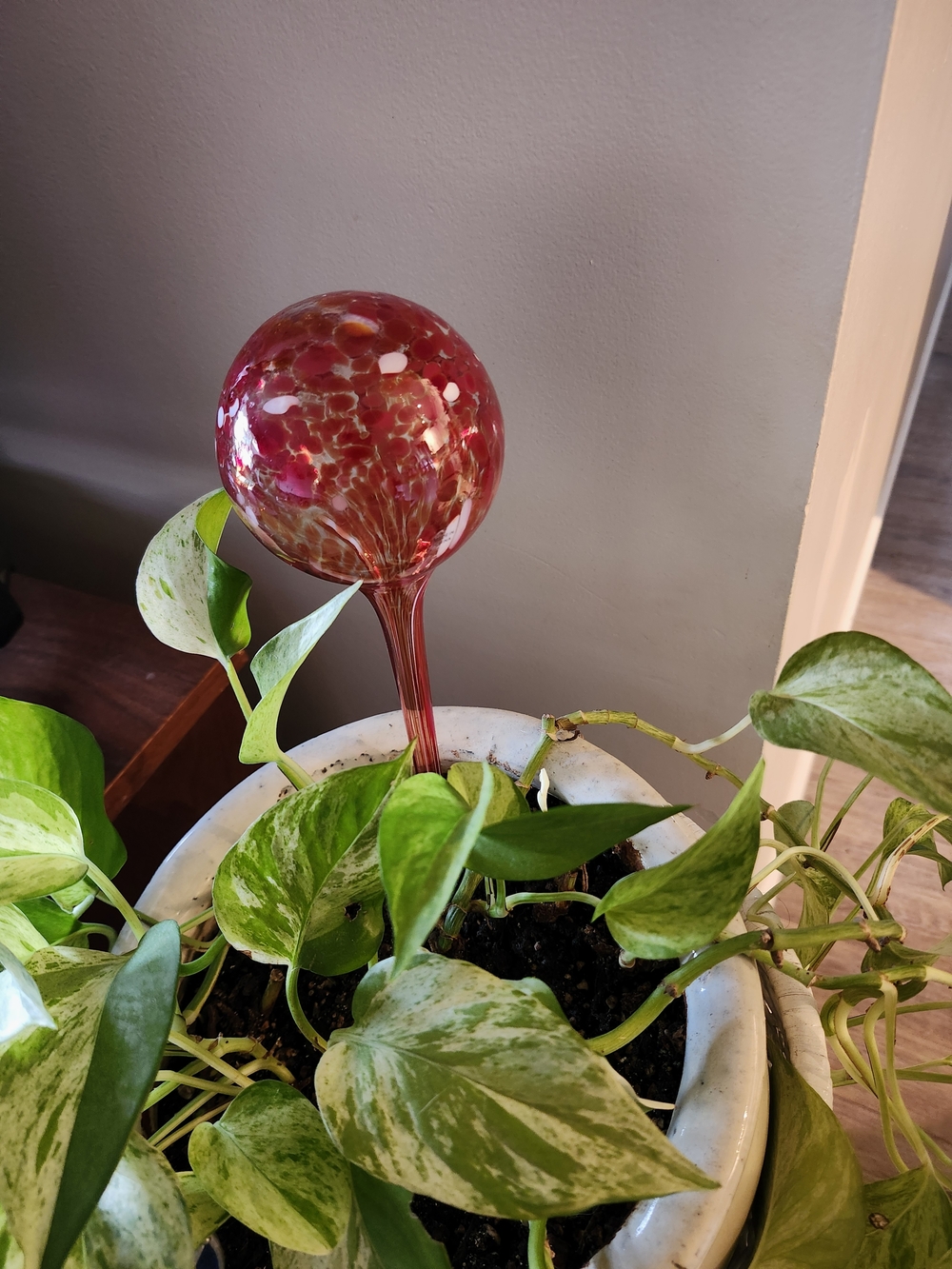 Red Hand-Blown Glass Plant Watering Globe